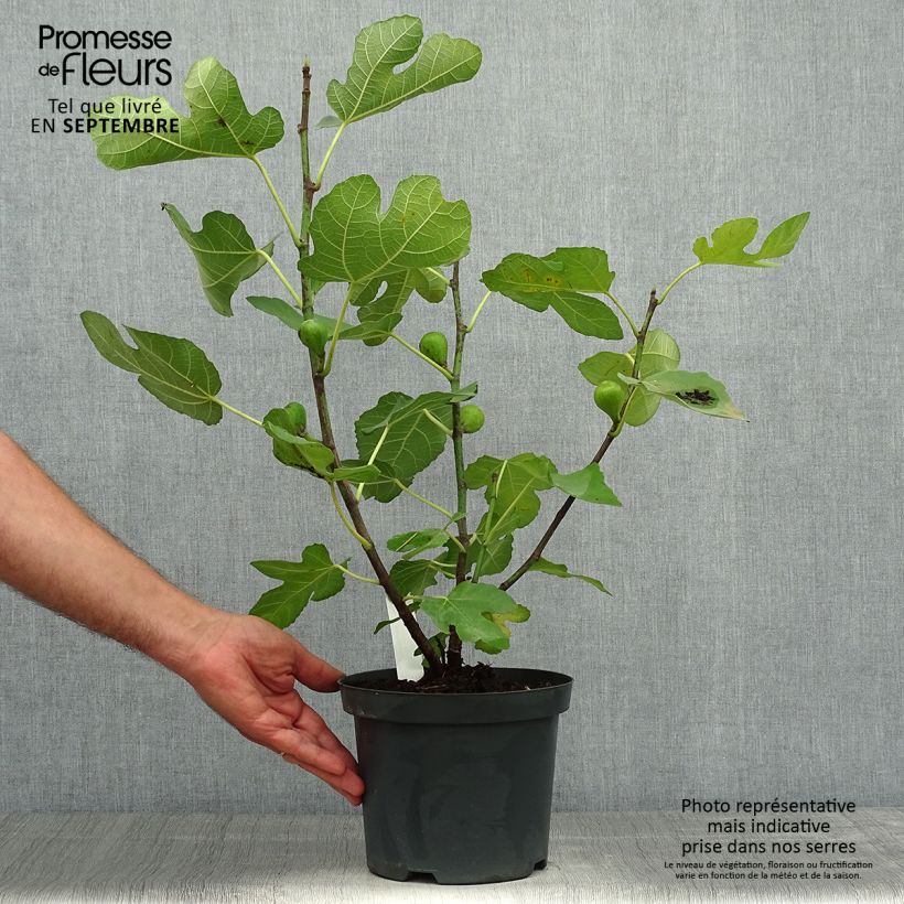 Spécimen de Figuier Carica Portogallo - Figuier long du Portugal Pot de 2L/3L, Buisson tel que livré en automne