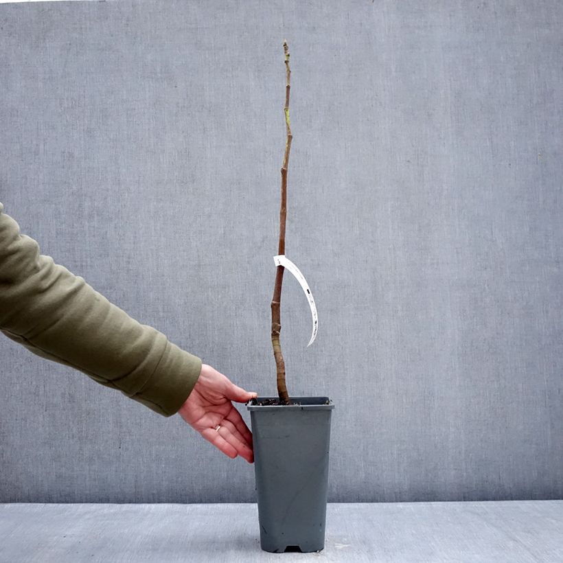 Spécimen de Figuier Carica Portogallo - Figuier long du Portugal Pot de 2L/3L, Buisson tel que livré en hiver