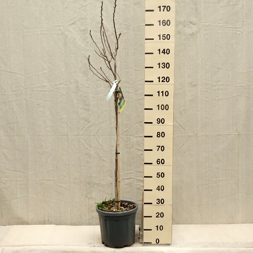 Spécimen de Figuier - Ficus carica Grise De Tarascon Pot de 12L/15L, Demi-Tige tel que livré au printemps