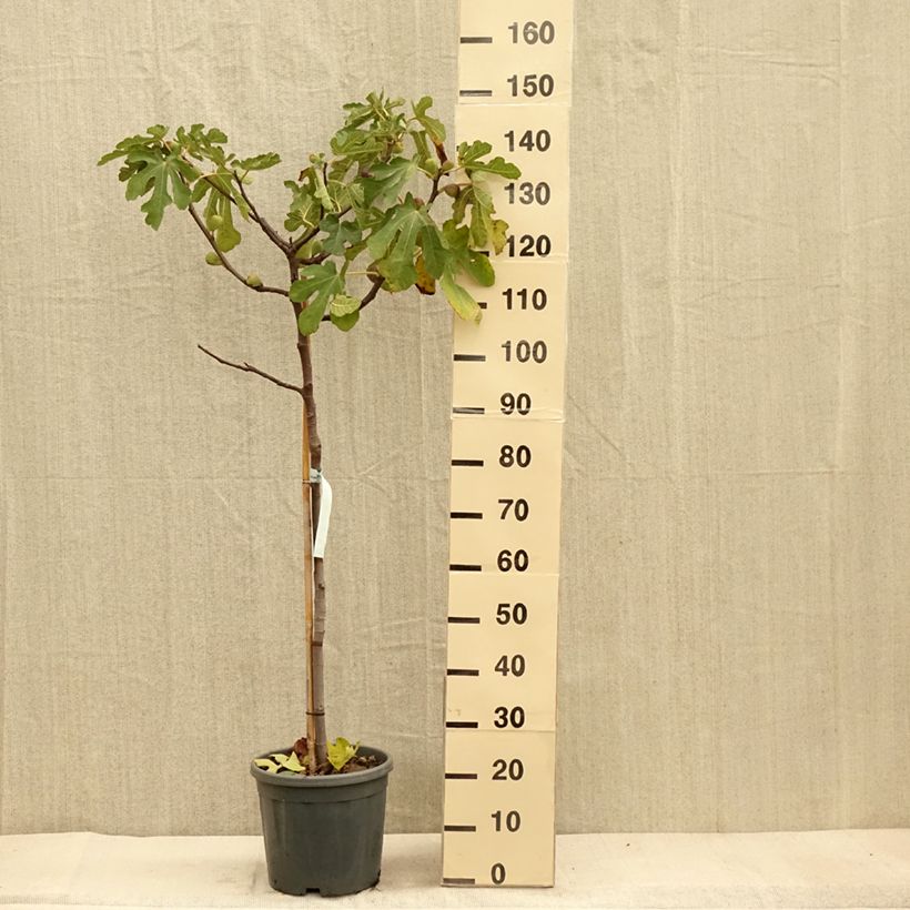 Spécimen de Figuier - Ficus carica Sultane Pot de 12L/15L, Demi-Tige tel que livré en automne