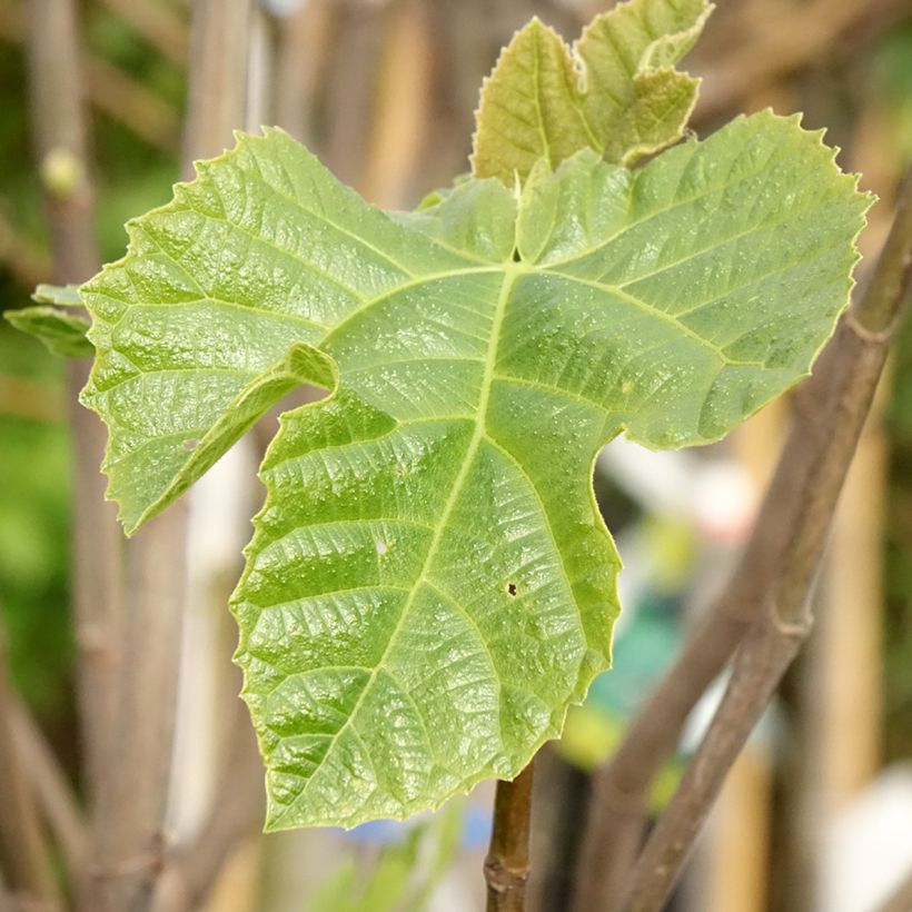 Figuier - Ficus carica Sultane (Feuillage)