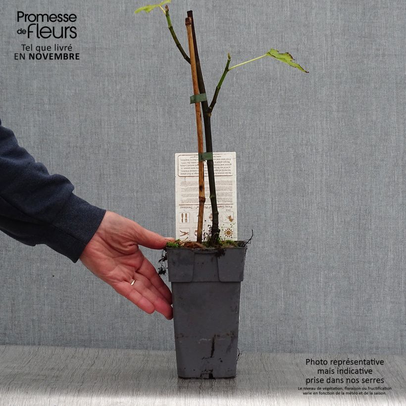 Spécimen de Figuier Gustissimo Perretta - Ficus carica Pot de 2L/3L, Buisson tel que livré en automne