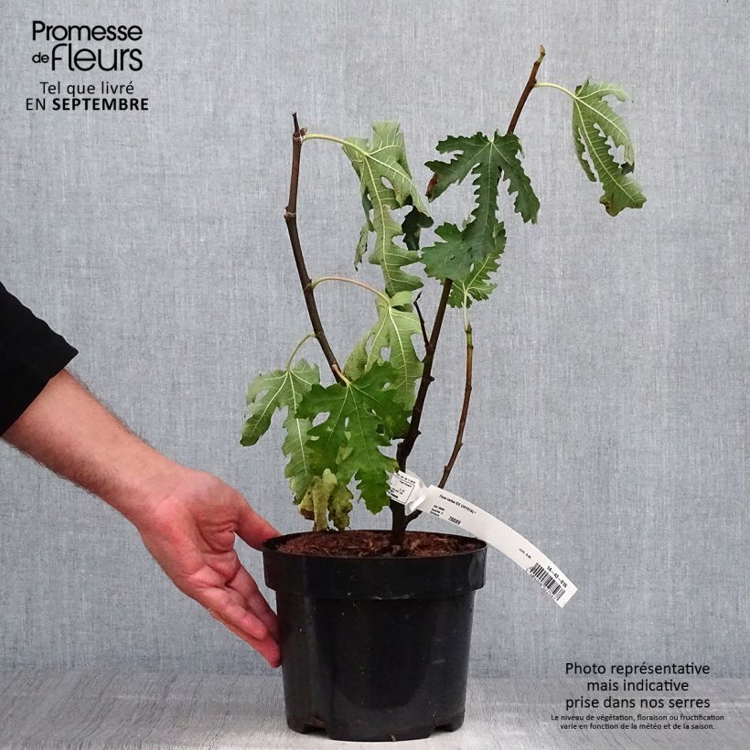 Spécimen de Figuier Icecrystal  Pot de 4L/5L, Scion tel que livré en automne
