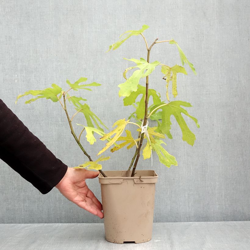 Spécimen de Figuier Icecrystal  Pot de 4L/5L, Buisson, Ramifié tel que livré en automne