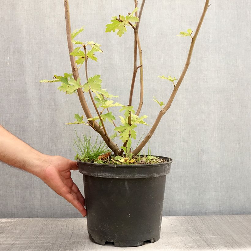 Spécimen de Figuier Icecrystal  Pot de 4L/5L, Buisson, Ramifié tel que livré en été