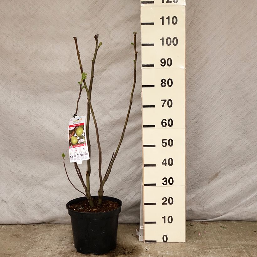 Spécimen de Figuier Jannot - Ficus carica  Pot de 7,5L/10L, Demi-Tige tel que livré au printemps