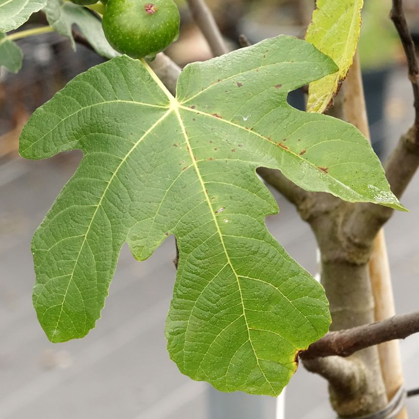 Figuier Longue d'Août (Feuillage)