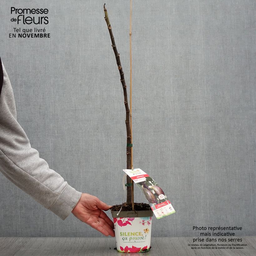 Spécimen de Figuier Madeleine des 2 saisons Pot de 2L/3L, Scion tel que livré en automne