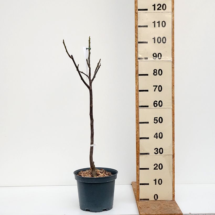 Spécimen de Figuier Madeleine des 2 saisons Pot de 7,5L/10L, Demi-Tige tel que livré en automne