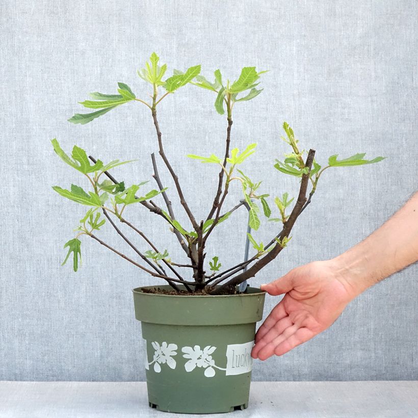 Spécimen de Figuier nain Lucky Berry - Ficus carica Pot de 4L/5L, Touffe tel que livré au printemps