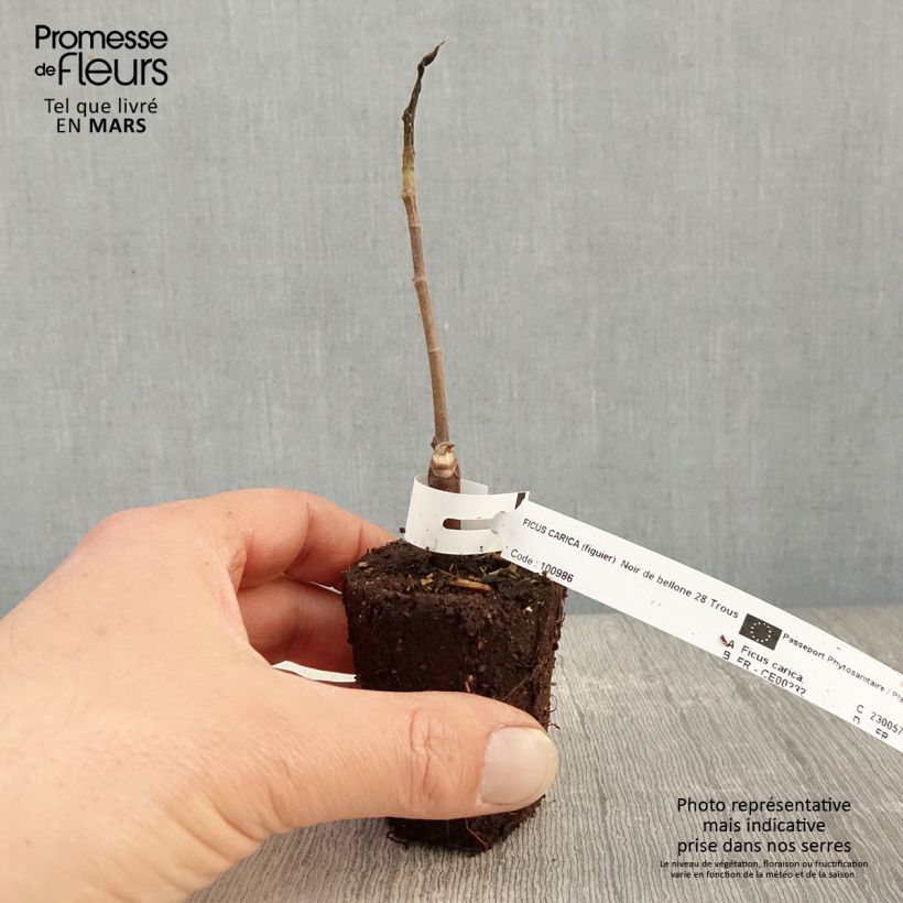 Example of Figuier Noire de Bellone - Ficus carica Godet de 8/9 cm as you get in printemps
