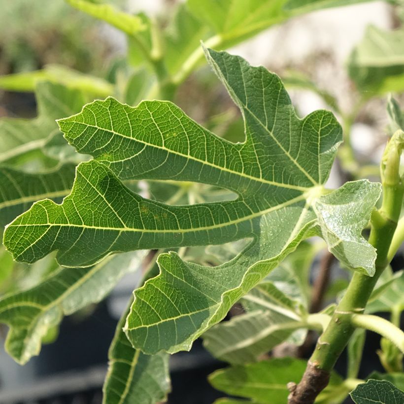 Figuier Noire de Bellone - Ficus carica (Foliage)