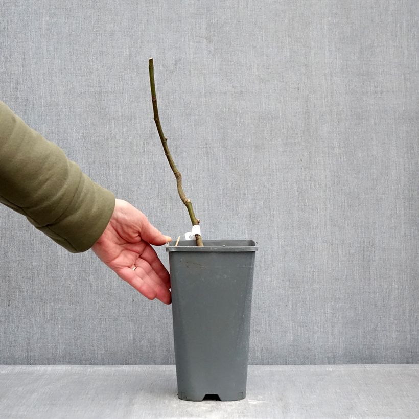 Example of Figuier Noire de Bellone - Ficus carica Pot de 3L/4L, Buisson, Ramifié as you get in hiver