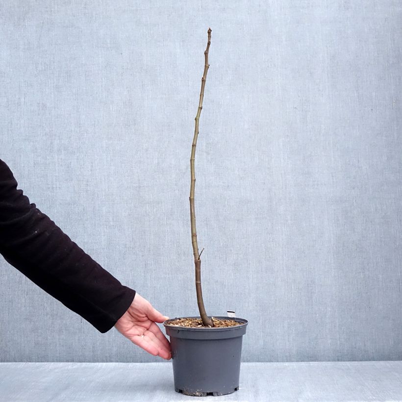Spécimen de Figuier Ronde De Bordeaux - Ficus carica Pot de 2L/3L tel que livré en hiver