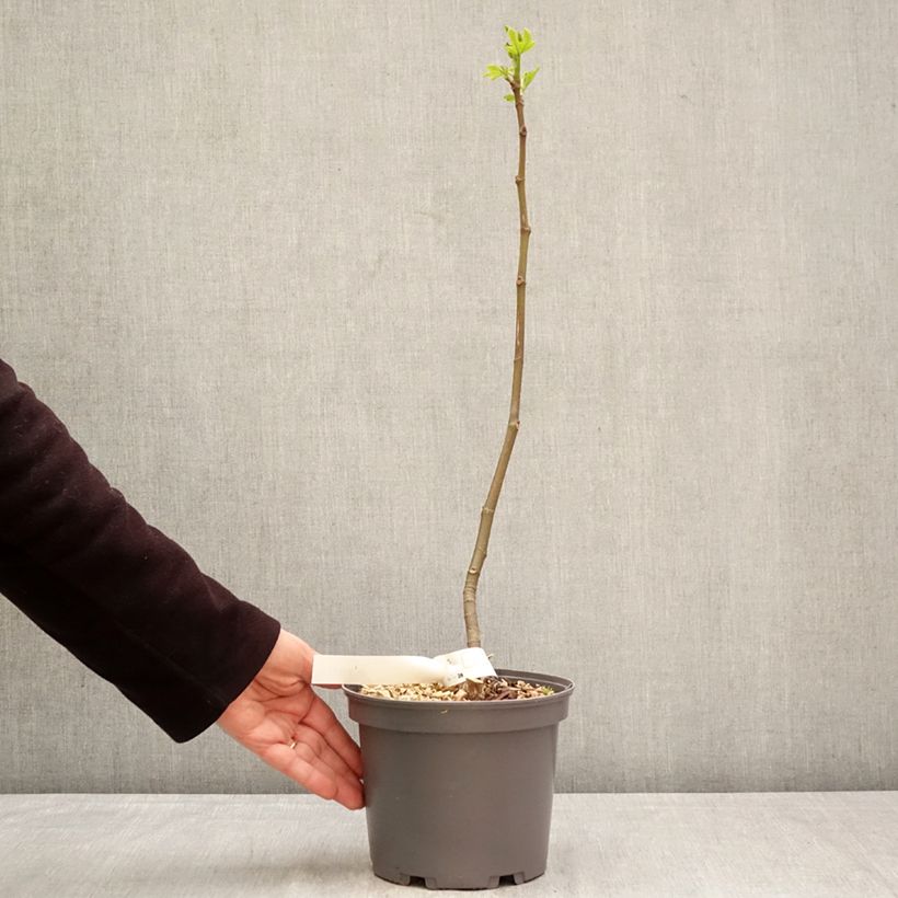 Spécimen de Figuier Ronde De Bordeaux - Ficus carica Pot de 2L/3L tel que livré au printemps