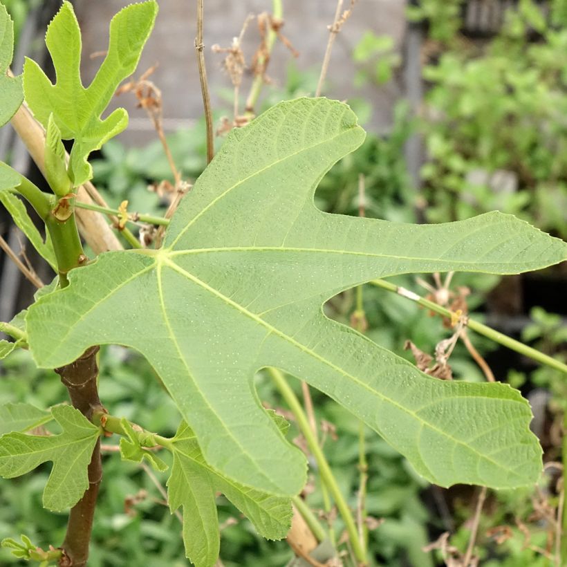 Figuier Ronde De Bordeaux - Ficus carica (Feuillage)