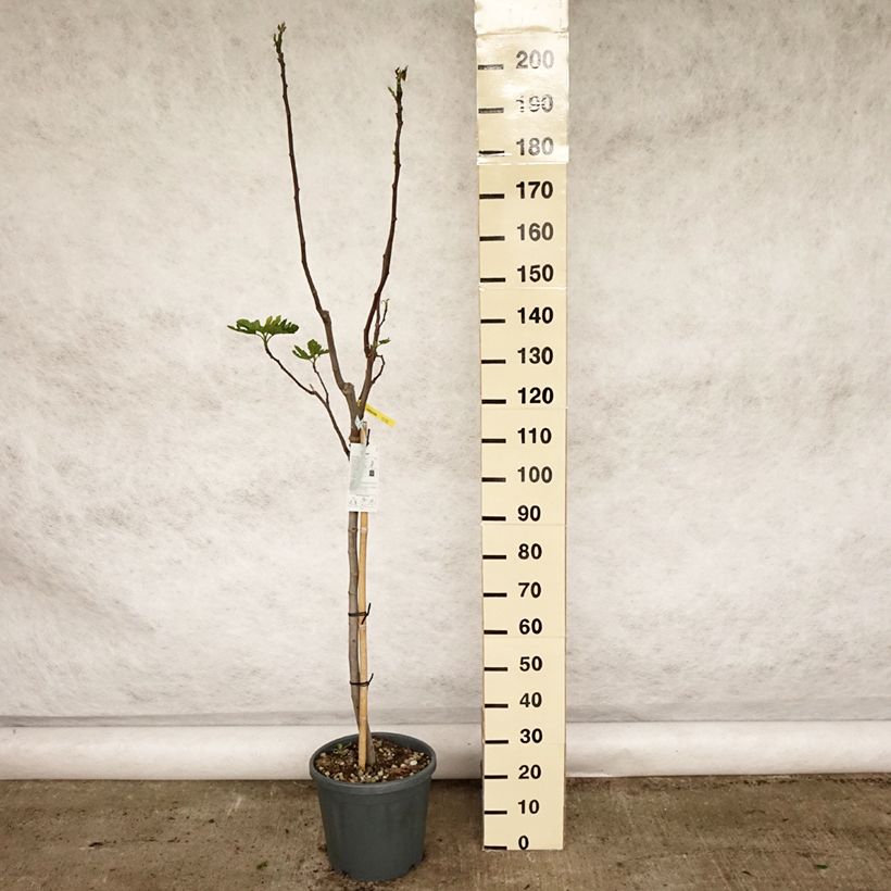 Example of Figuier Rouge de Bordeaux - Pastilière Pot de 12L/15L, Demi-Tige as you get in printemps