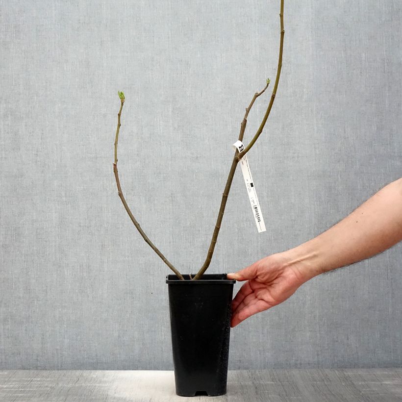 Example of Figuier Rouge de Bordeaux - Pastilière Pot de 2L/3L as you get in printemps