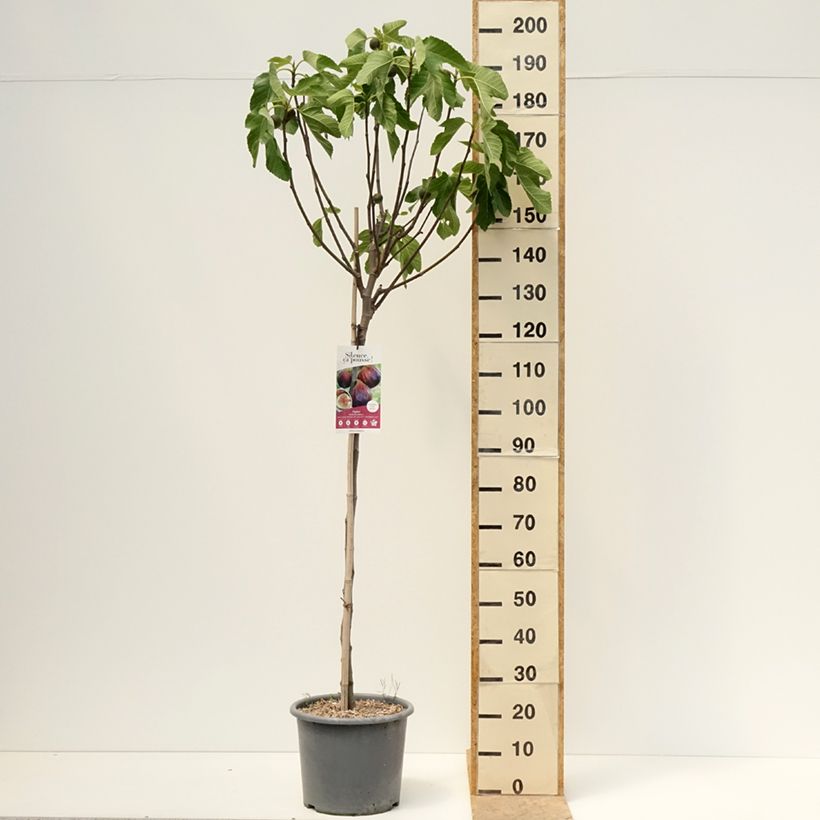 Spécimen de Figuier Rouge de juillet - Ficus carica Godet de 8/9 cm tel que livré au printemps