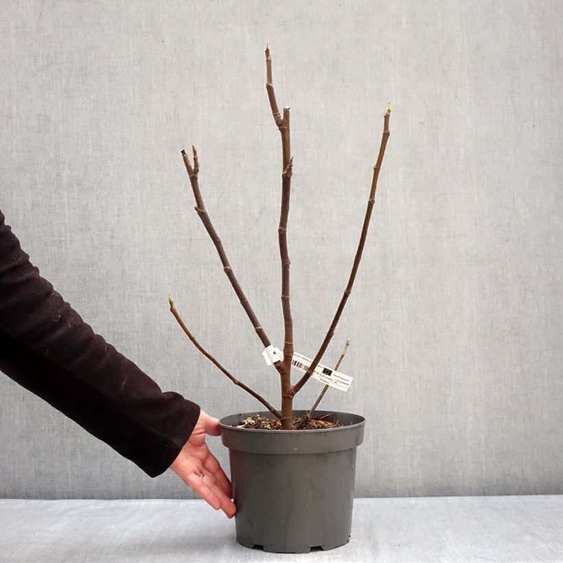 Spécimen de Figuier Violette D'argenteuil - Ficus carica Pot de 4L/5L, Buisson, Ramifié tel que livré en hiver