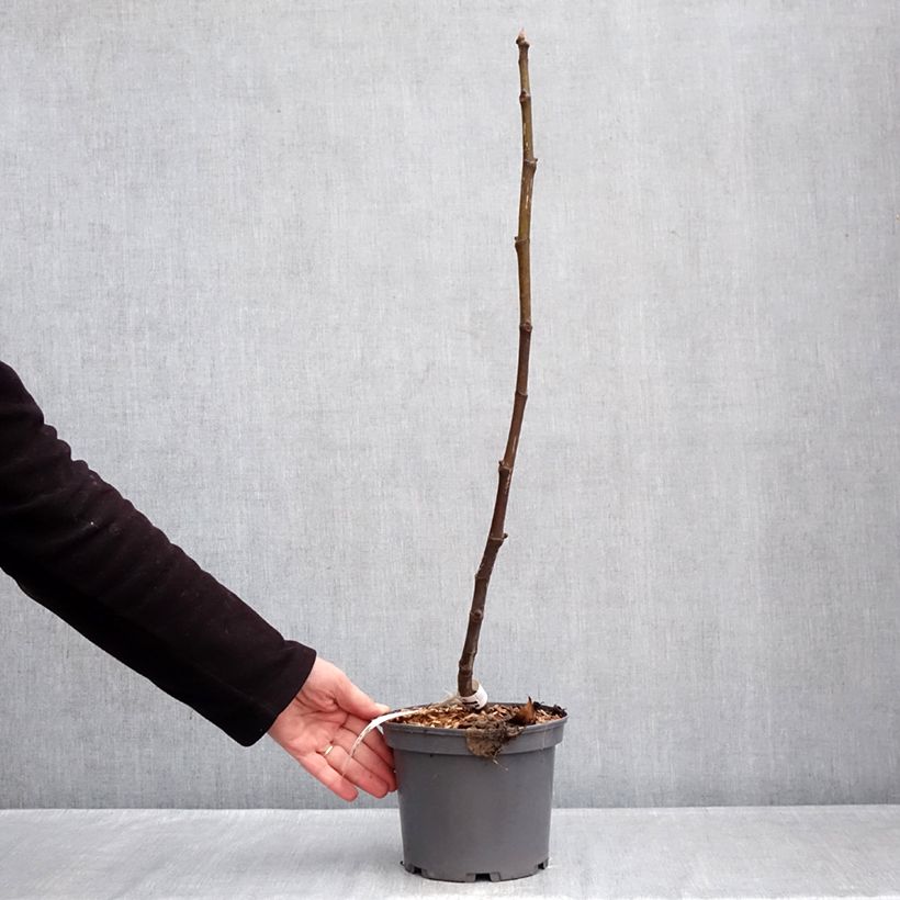 Spécimen de Figuier Violette de Sollies - Bourjassotte noire - Parisienne Pot de 3L/4L, Touffe tel que livré en hiver