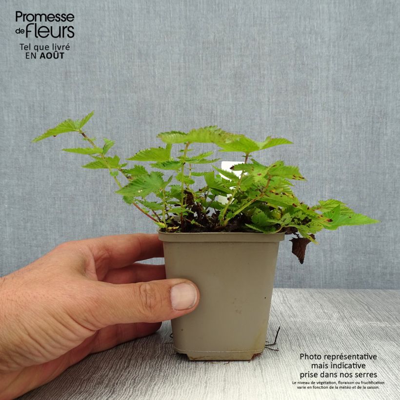 Spécimen de Filipendula Kahome, Reine des prés Godet de 8/9 cm tel que livré en été