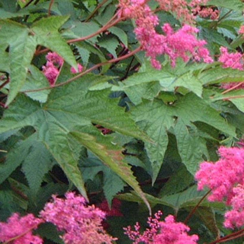 Filipendula purpurea - Reine des prés (Feuillage)