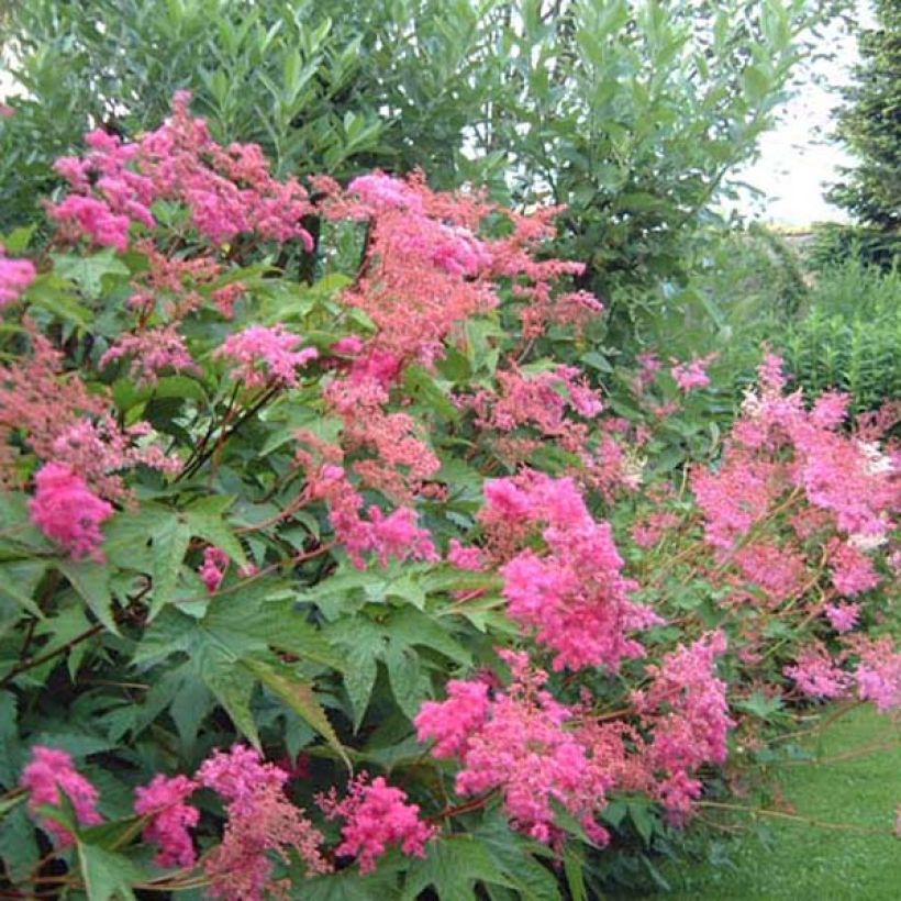 Filipendula purpurea - Reine des prés (Port)