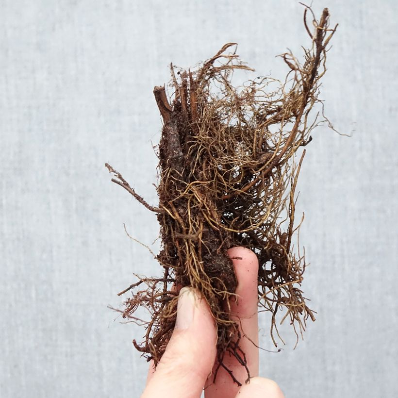 Spécimen de Filipendula purpurea Elegans, Reine des prés Racines nues tel que livré en hiver