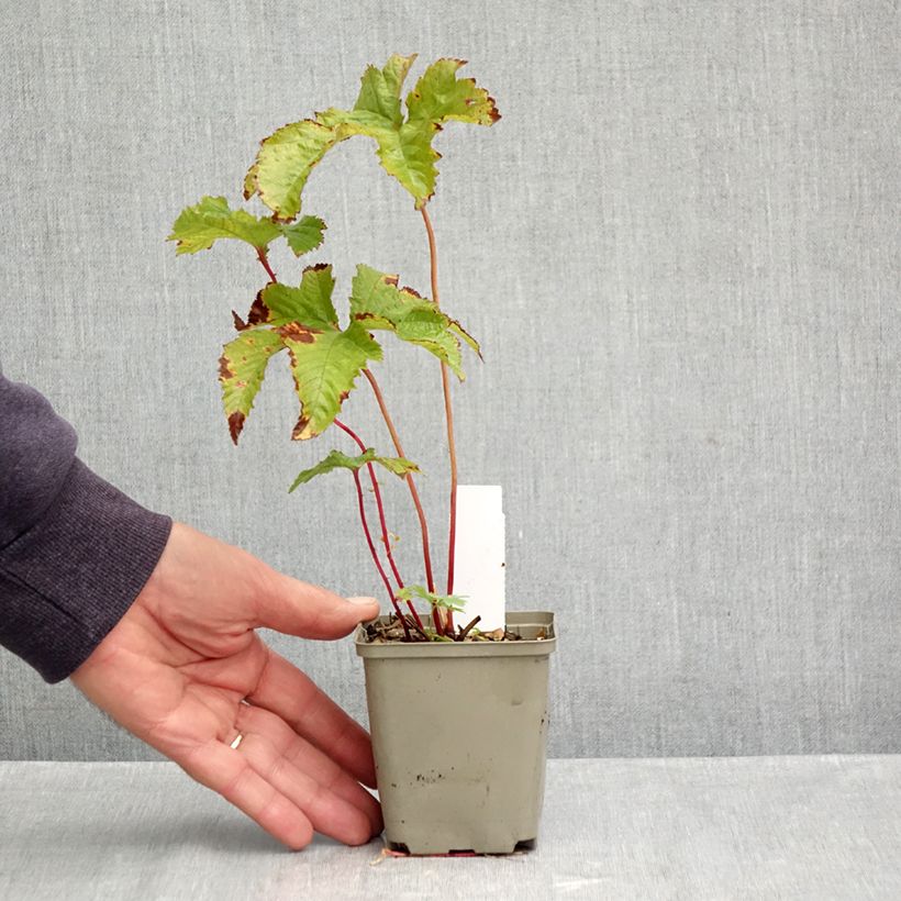 Spécimen de Filipendula purpurea - Reine des prés Godet de 8/9 cm tel que livré en automne