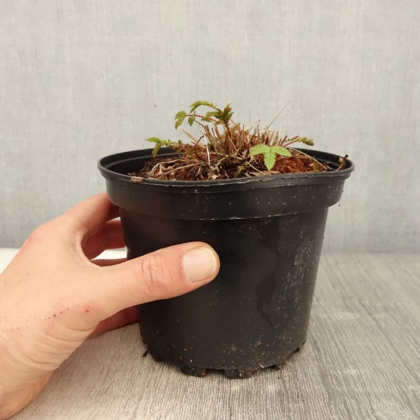 Example of Filipendula ulmaria - Reine des prés Pot de 2L/3L as you get in printemps