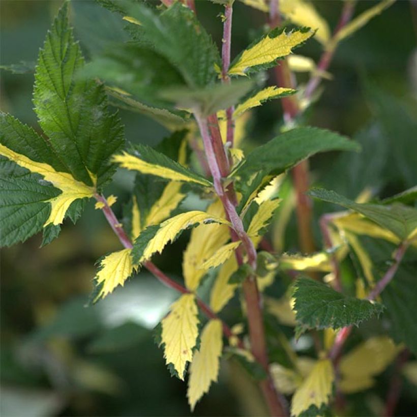 Filipendula ulmaria Variegata - Reine des prés (Foliage)