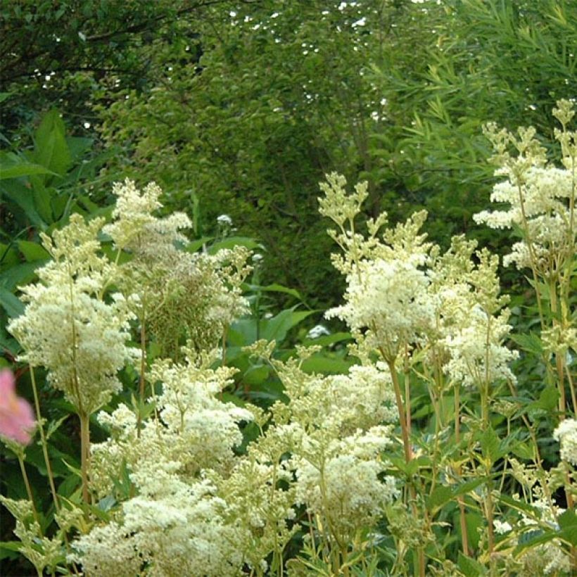 Filipendula ulmaria Variegata - Reine des prés (Flowering)