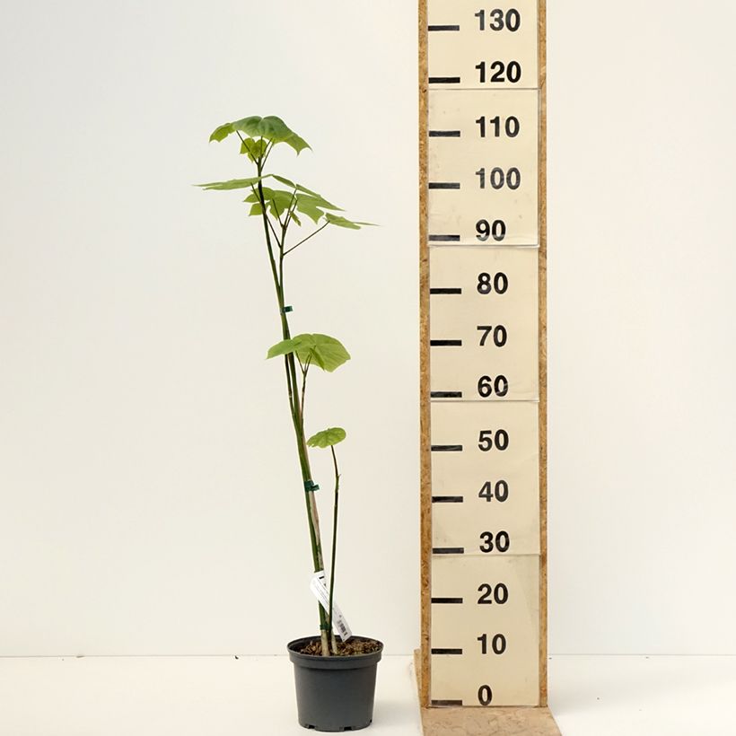 Example of Firmiana simplex - Parasol chinois, Sterculier à feuilles de platane Pot de 3L/4L as you get in printemps