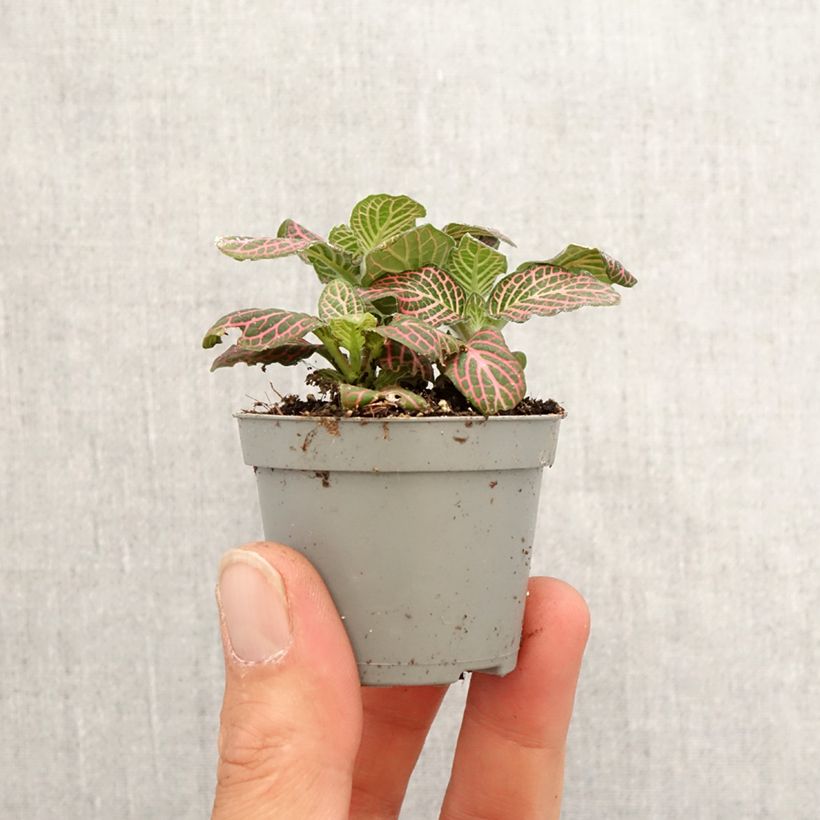 Example of Fittonia Pink Special Mini-plante as you get in printemps