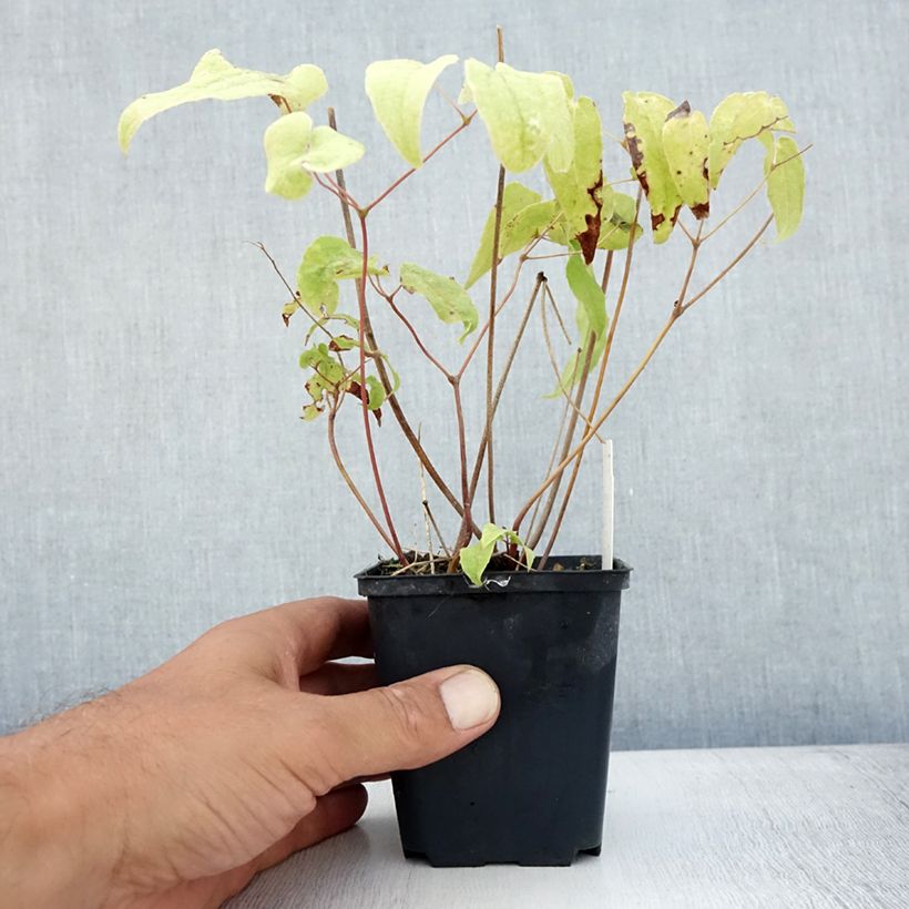 Spécimen de Fleur des Elfes - Epimedium Domino Godet de 8/9 cm tel que livré en été