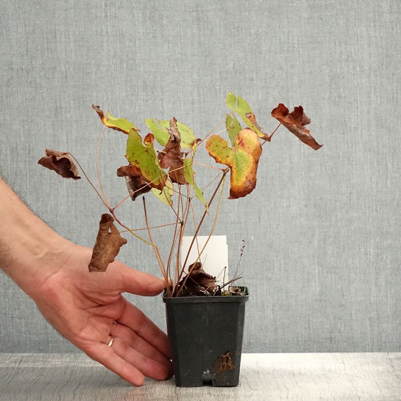 Spécimen de Fleur des Elfes - Epimedium x warleyense Orangekönigin Godet de 8/9 cm tel que livré en automne