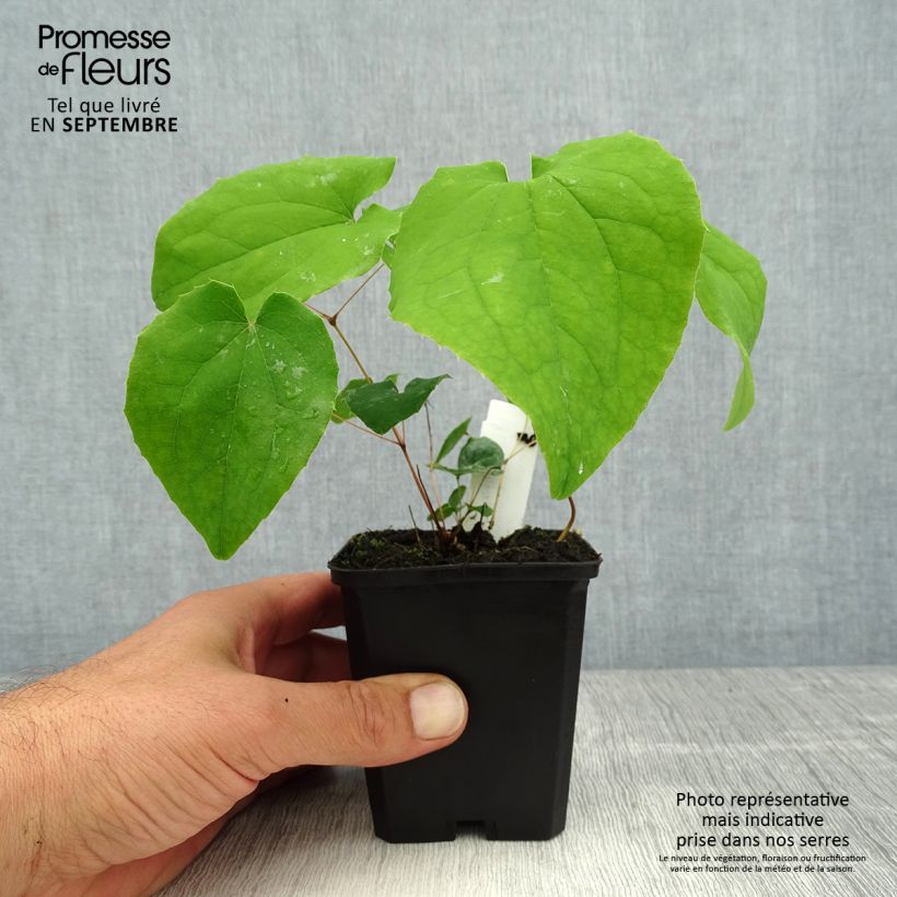 Spécimen de Fleur des Elfes - Epimedium x warleyense Orangekönigin Godet de 8/9 cm tel que livré en été