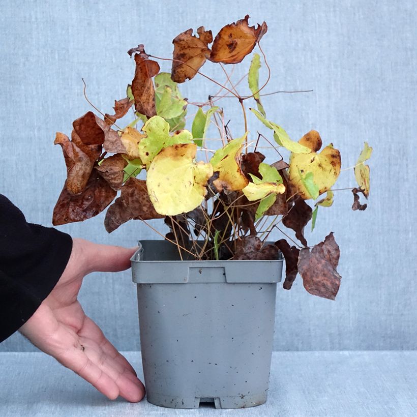 Spécimen de Fleur des Elfes - Epimedium x warleyense Orangekönigin Pot de 2L/3L tel que livré en automne