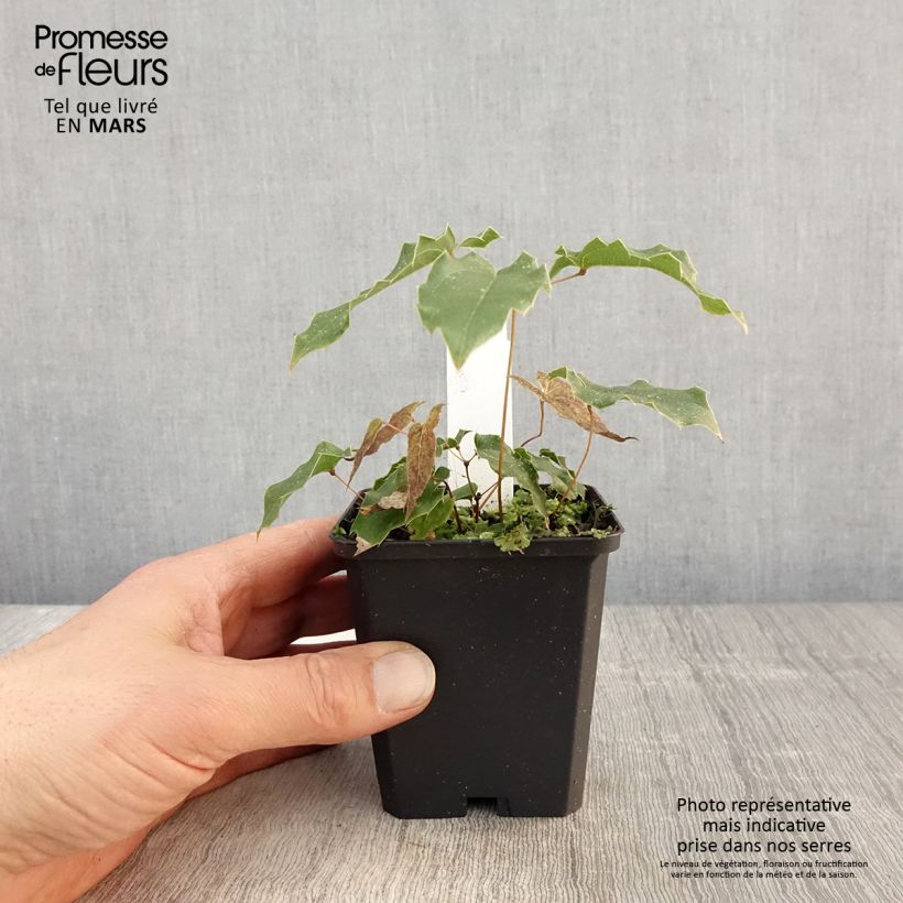 Spécimen de Fleur des Elfes, Epimedium wushanense Caramel Godet de 8/9 cm tel que livré au printemps