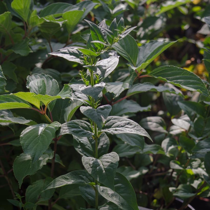 Forsythia blanc de Corée, Abeliophyllum distichum (Foliage)