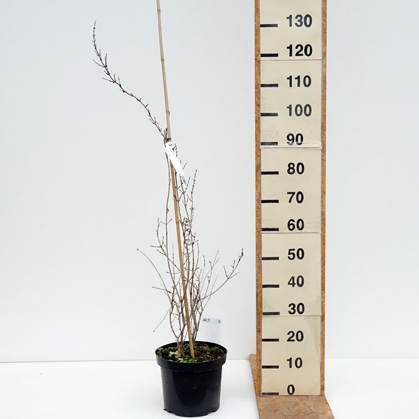 Spécimen de Forsythia blanc de Corée, Abeliophyllum distichum Pot de 4L/5L tel que livré en automne