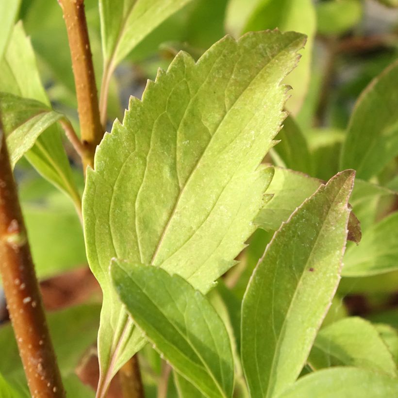 Forsythia intermedia Era - Mimosa de Paris panaché (Feuillage)