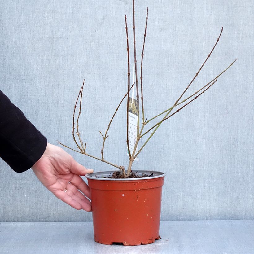 Spécimen de Forsythia intermedia Era - Mimosa de Paris panaché Pot de 3L/4L tel que livré en hiver