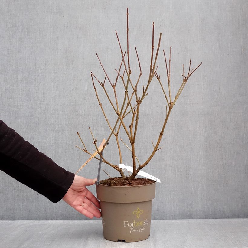 Example of Forsythia intermedia Forbeesia - Mimosa de Paris Pot de 4L/5L as you get in hiver