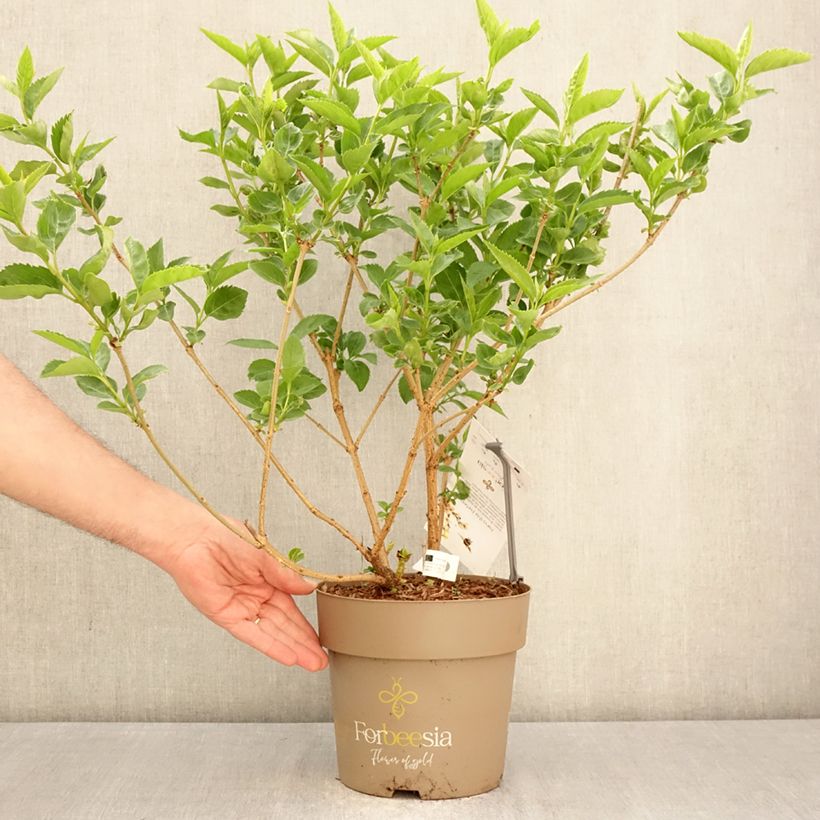 Spécimen de Forsythia intermedia Forbeesia - Mimosa de Paris Pot de 4L/5L tel que livré au printemps