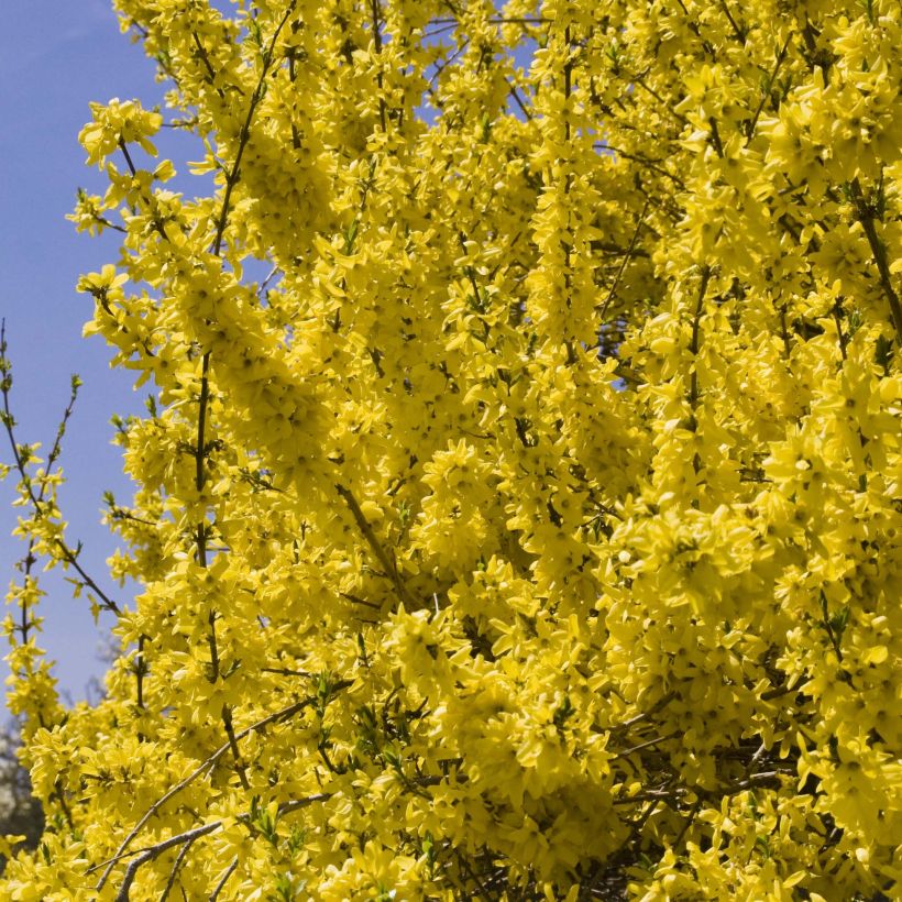 Forsythia (x) intermedia Minigold - Mimosa de Paris (Flowering)