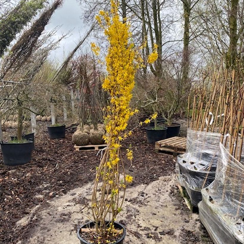 Example of Forsythia intermedia Week-end - Mimosa de Paris Pot de 50L/55L as you get in printemps