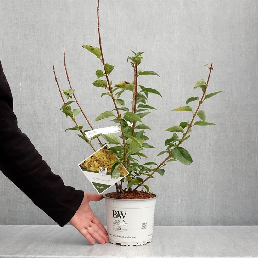 Spécimen de Forsythia koreana Flying Machine - Forsythia de Corée Pot de 3L/4L tel que livré en automne