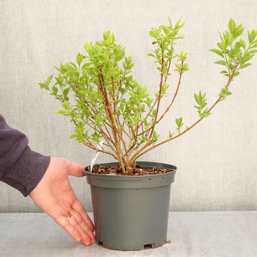Spécimen de Forsythia koreana Kumsun - Forsythia de Corée -  Pot de 3L/4L tel que livré au printemps